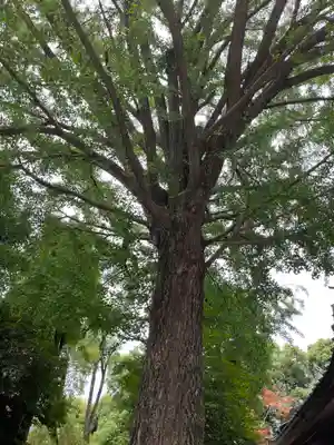 田無神社(東京都)