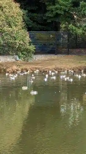 菊田神社の動物