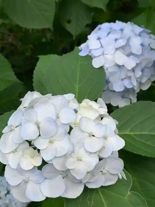 持寳院(多氣山不動尊)(栃木県)