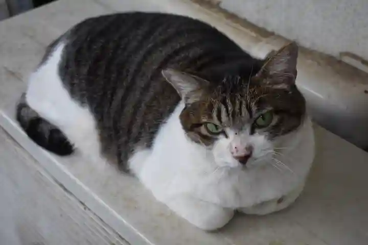 代々木八幡宮の動物