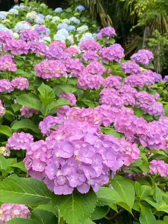 本土寺(千葉県)