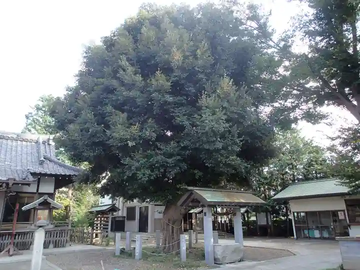 香取神社(旭町香取神社・大鳥神社)の自然