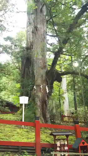 日光二荒山神社の自然