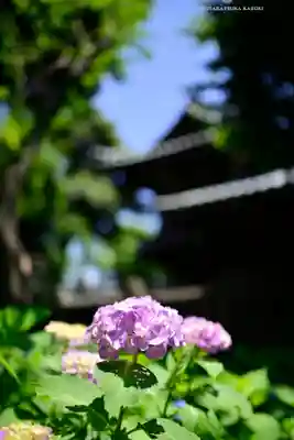 白山神社(東京都)