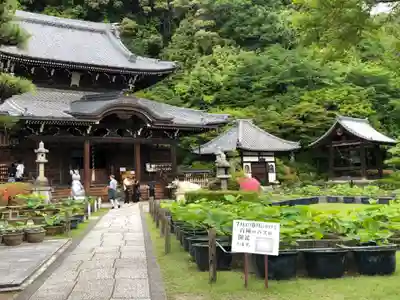 三室戸寺(京都府)