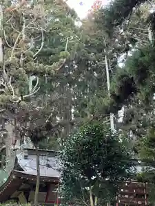 大宮温泉神社(栃木県)(2024年01月30日(火) 08時27分43秒投稿)