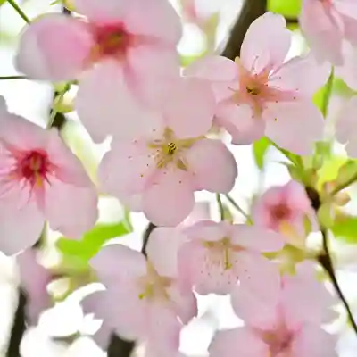 彌彦神社(新潟県)