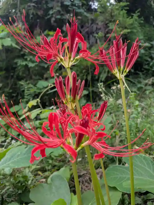 石内のお大師さん 金剛院(広島県)