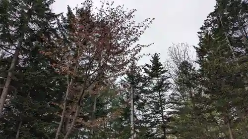 札内神社の自然