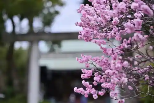 小村井 香取神社の自然