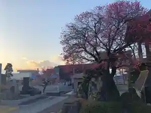 法源寺の景色 2020年03月07日(土)〜(2020年03月03日(火) 21時18分35秒投稿)