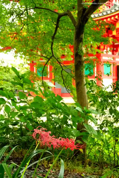 高幡不動尊 金剛寺(東京都)