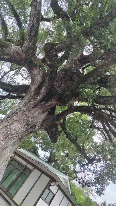 平野神社(京都府)