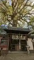 新熊野神社の自然