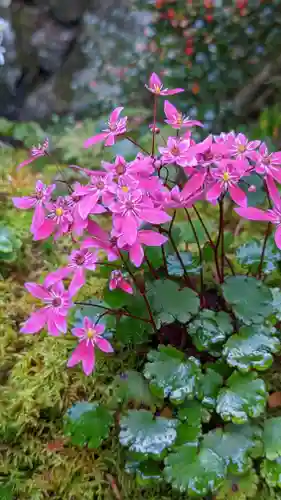 古知谷阿弥陀寺(京都府)