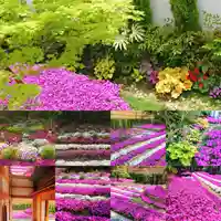 寿量山 速成寺の自然