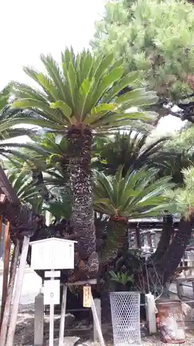 御香宮神社の自然