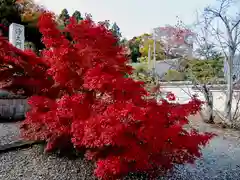 善峯寺(京都府)