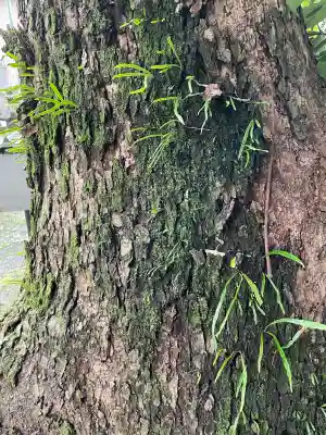 白金龍王社の{uncategorized: "未分類", other: "その他", undefined: "問題あり", building: "その他建物", grave: "お墓", sacred_gate: "鳥居", guardian: "狛犬", statue: "像", buddha: "仏像", history: "歴史", nature: "自然", garden: "庭園", animal: "動物", pagoda: "塔", temizu: "手水舎", mountain_gate: "山門・神門", sanctuary: "本殿・本堂", subordinate: "末社・摂社", art: "芸術", scenery: "景色", jizo: "地蔵", ema: "絵馬", goshuin: "御朱印", omikuji: "おみくじ", items: "授与品その他", amulet: "お守り", goshuincho: "御朱印帳", eats: "食事", festival: "お祭り", votive_dance: "神楽", shichigosan: "七五三参", wedding: "結婚式", experience: "体験その他", initially: "初詣", around: "周辺", anti_infection: "感染症対策"}