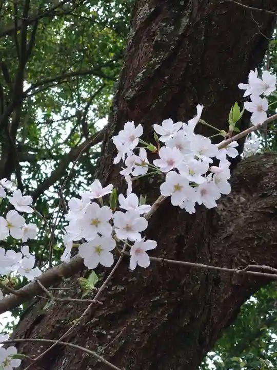 河内阿蘇神社(熊本県)
