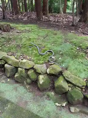彌彦神社(新潟県)