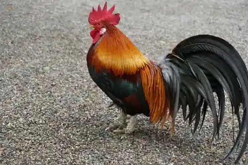 石上神宮の動物