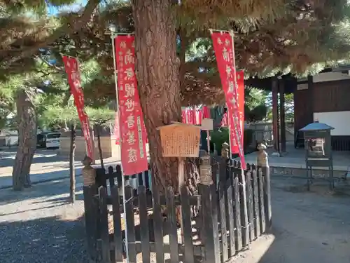 葛井寺(大阪府)