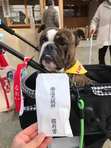 尾張大國霊神社（国府宮）の動物
