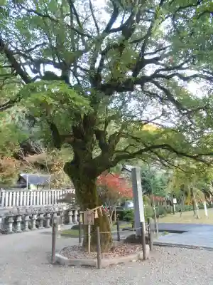 橿森神社(岐阜県)