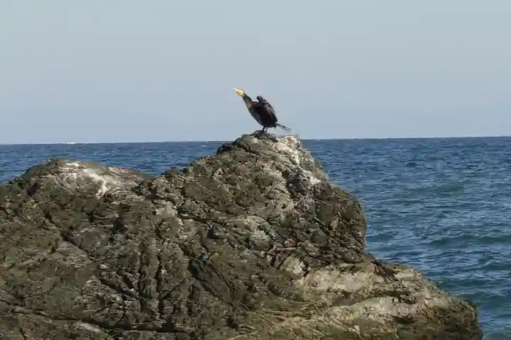 二見興玉神社の動物