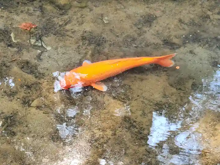 臼杵石仏の動物