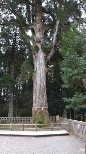 霧島神宮の自然