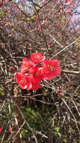 冠稲荷神社の自然