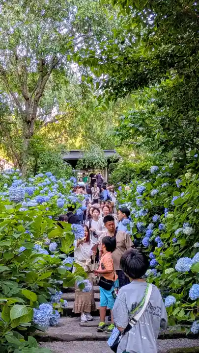 明月院(神奈川県)