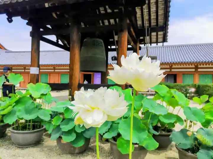 薬師寺の自然