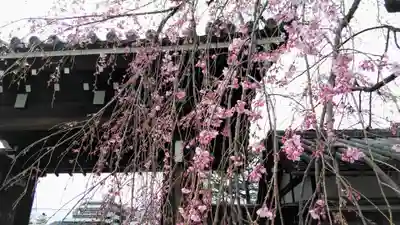 聖護院門跡の山門・神門