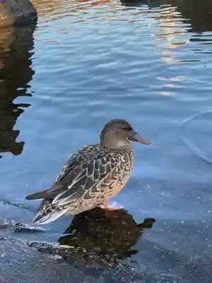東本願寺本廟 牛久浄苑(牛久大仏)(茨城県)