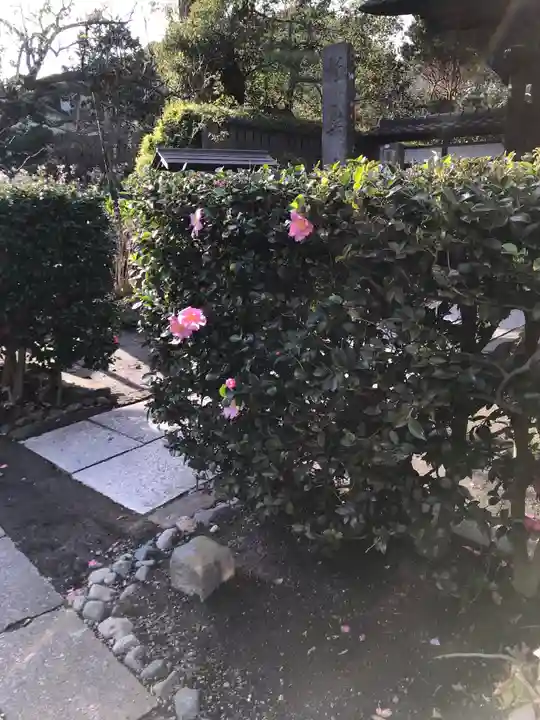 極楽寺(霊鷲山感應院極楽律寺)の自然