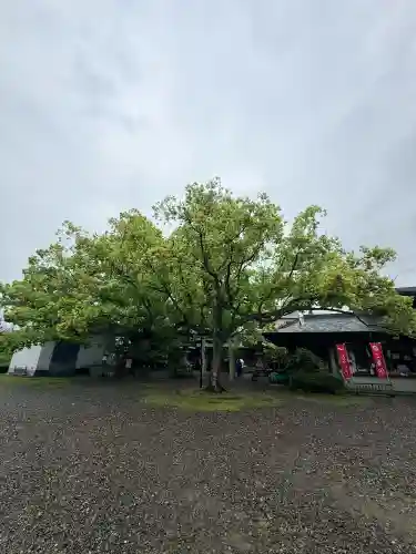 闘鶏神社の{uncategorized: "未分類", other: "その他", undefined: "問題あり", building: "その他建物", grave: "お墓", sacred_gate: "鳥居", guardian: "狛犬", statue: "像", buddha: "仏像", history: "歴史", nature: "自然", garden: "庭園", animal: "動物", pagoda: "塔", temizu: "手水舎", mountain_gate: "山門・神門", sanctuary: "本殿・本堂", subordinate: "末社・摂社", art: "芸術", scenery: "景色", jizo: "地蔵", ema: "絵馬", goshuin: "御朱印", omikuji: "おみくじ", items: "授与品その他", amulet: "お守り", goshuincho: "御朱印帳", eats: "食事", festival: "お祭り", votive_dance: "神楽", shichigosan: "七五三参", wedding: "結婚式", experience: "体験その他", initially: "初詣", around: "周辺", anti_infection: "感染症対策"}