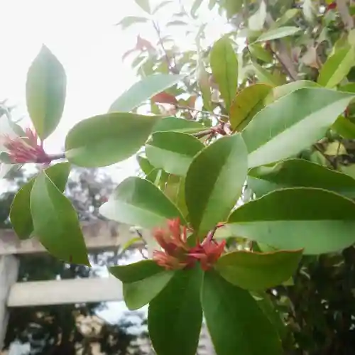 秋葉神社の自然