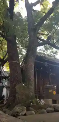 千住氷川神社の自然