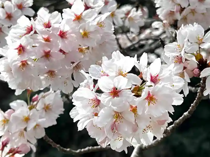 大嶋神社奥津嶋神社(滋賀県)