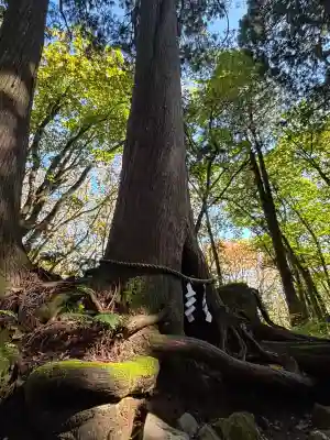 戸隠神社奥社(長野県)