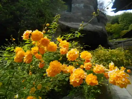 海蔵寺の庭園