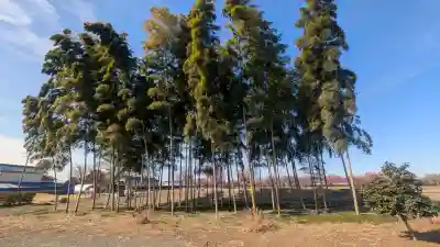 下野薬師寺 (旧 安國寺)の{uncategorized: "未分類", other: "その他", undefined: "問題あり", building: "その他建物", grave: "お墓", sacred_gate: "鳥居", guardian: "狛犬", statue: "像", buddha: "仏像", history: "歴史", nature: "自然", garden: "庭園", animal: "動物", pagoda: "塔", temizu: "手水舎", mountain_gate: "山門・神門", sanctuary: "本殿・本堂", subordinate: "末社・摂社", art: "芸術", scenery: "景色", jizo: "地蔵", ema: "絵馬", goshuin: "御朱印", omikuji: "おみくじ", items: "授与品その他", amulet: "お守り", goshuincho: "御朱印帳", eats: "食事", festival: "お祭り", votive_dance: "神楽", shichigosan: "七五三参", wedding: "結婚式", experience: "体験その他", initially: "初詣", around: "周辺", anti_infection: "感染症対策"}