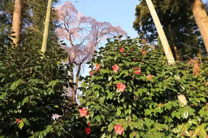 愛宕神社の自然