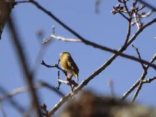 留辺蘂神社の動物
