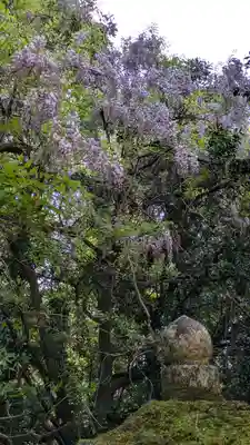 春日大社金龍神社（禁裡殿）(奈良県)