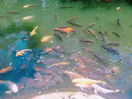 愛宕神社の動物