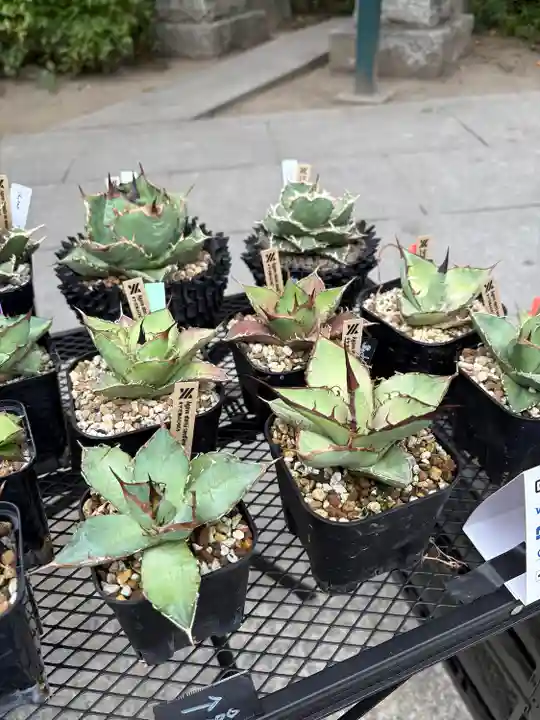 千住本氷川神社(東京都)